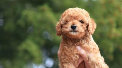 ddhpoodletoyizmir.com1